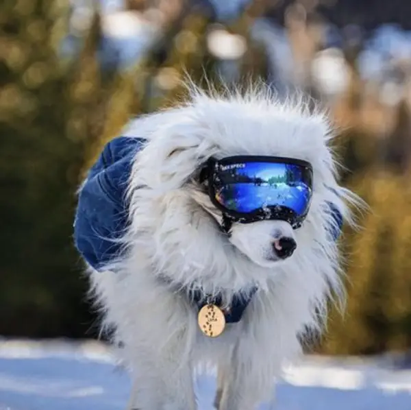 White dog wearing blue goggles 