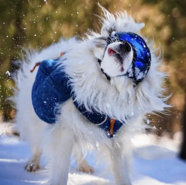 Why do dogs wear goggles? 
