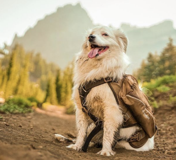 service dog hiking in Oregon 