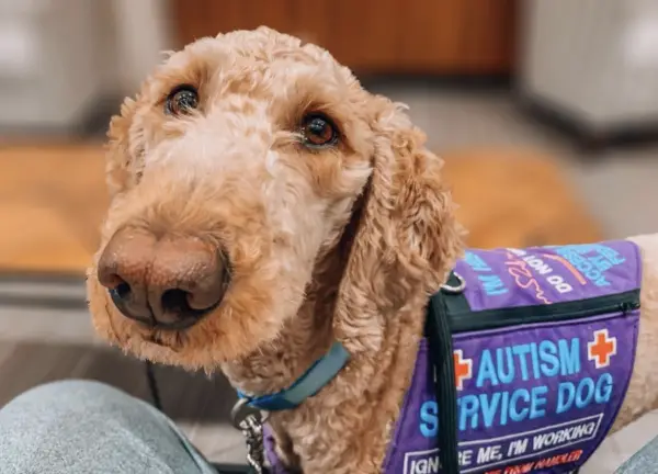 Autism service dog Doodle Vermont 
