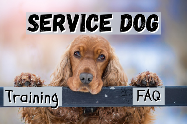 service dog training