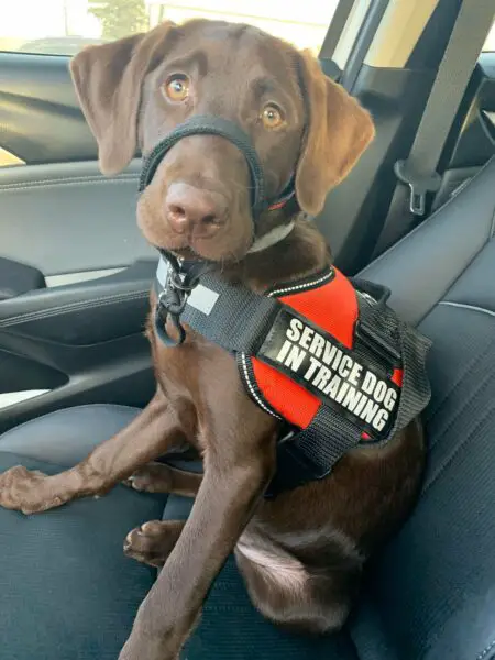 Service Dog In Training 