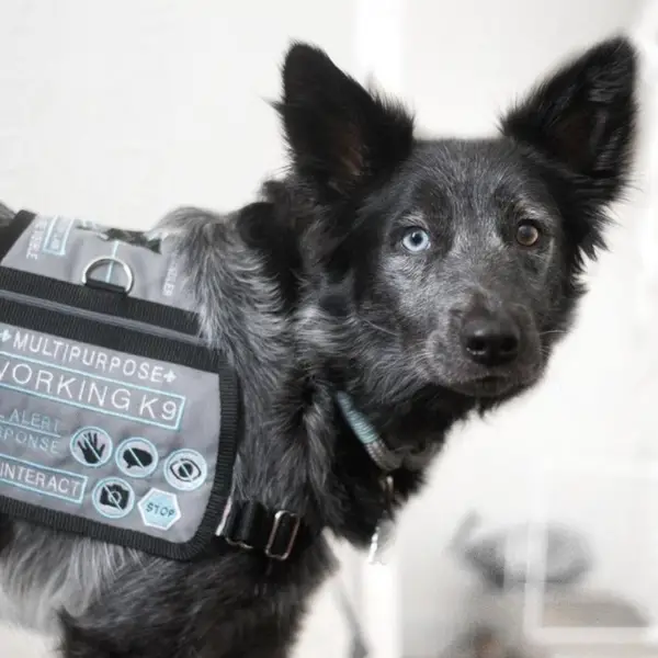 How do service dogs detect seizures?