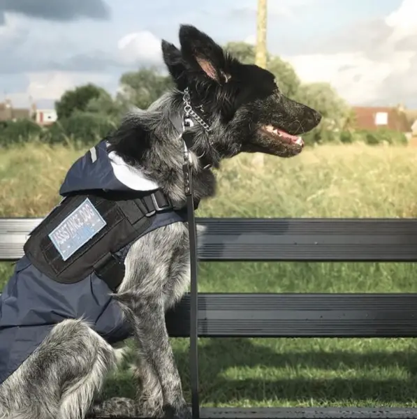 Fun things to do with your service animal 
