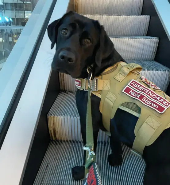 Service dog in public access - escalator 