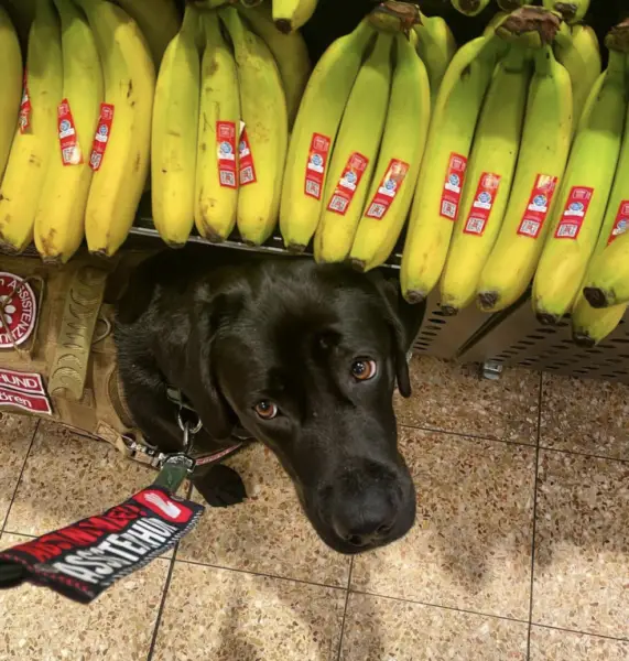 Service Dogs in Restaurants and Grocery Stores Missouri 