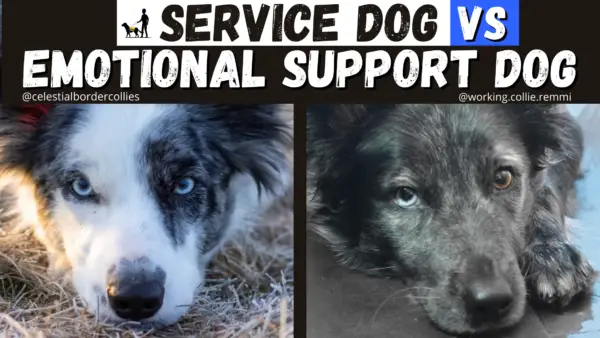 service dog vs emotional support dog