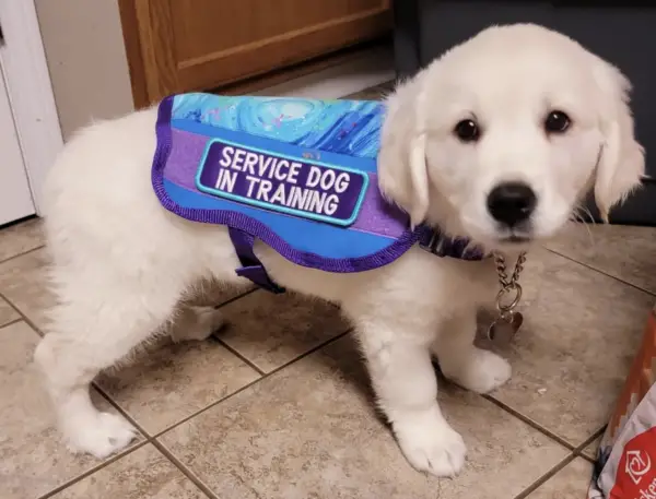Service dog in training Pennsylvania