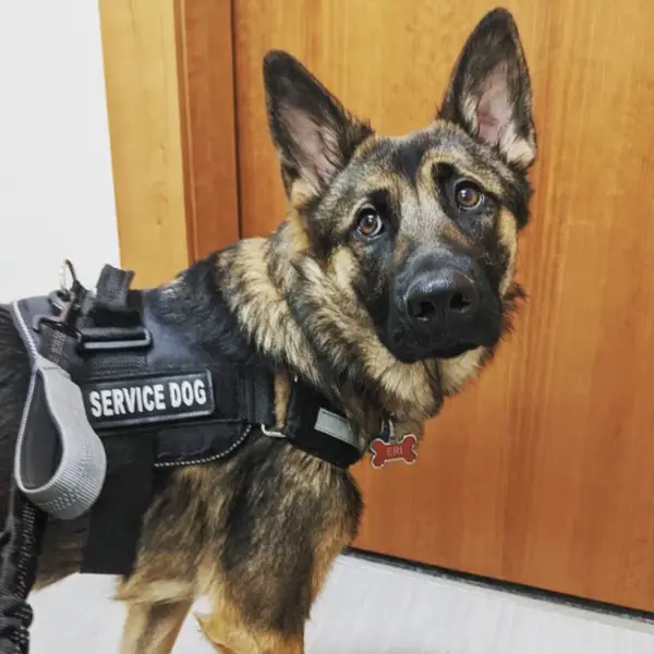 Tennessee service dog in training laws by U.S. state 