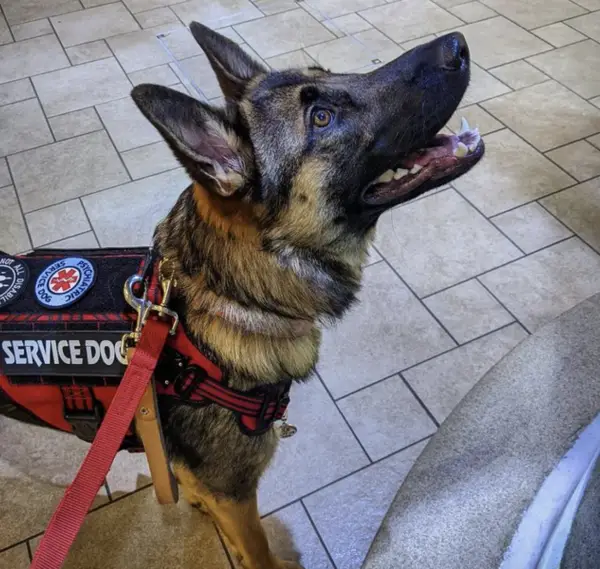 German Shepherd Service Dog - How to get a service dog 