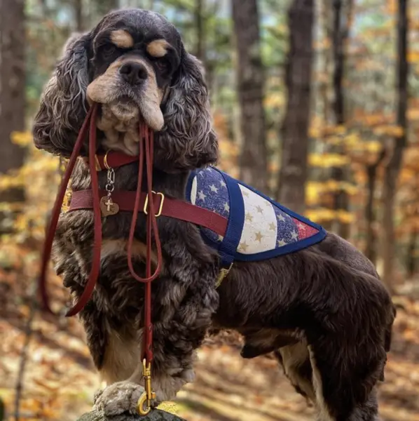 Service Animal Laws in Maine State Service Animal Definition 