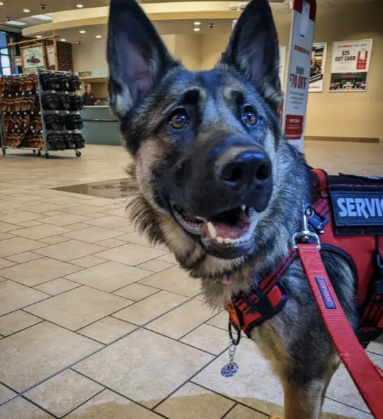 German Shepherd Service Dog Training Colorado 