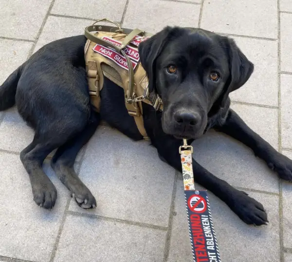 Psychiatric Service Dog Task Guiding Handler to a safe place 