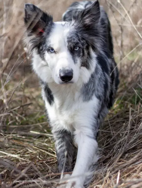 Border Collie Service Dog Training Colorado 