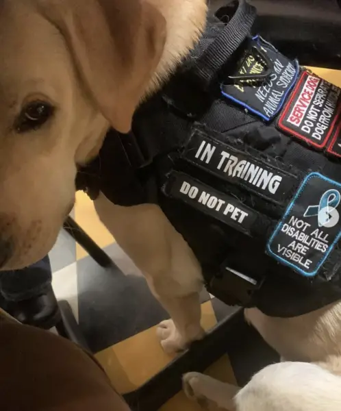 Vermont service dog in training laws 