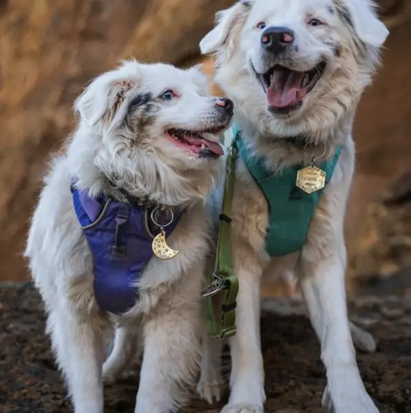 Service dog laws Utah information for businesses 