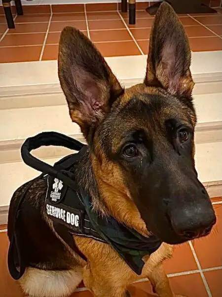Oklahoma service dog in training laws 