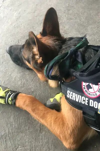 Service Dog 
