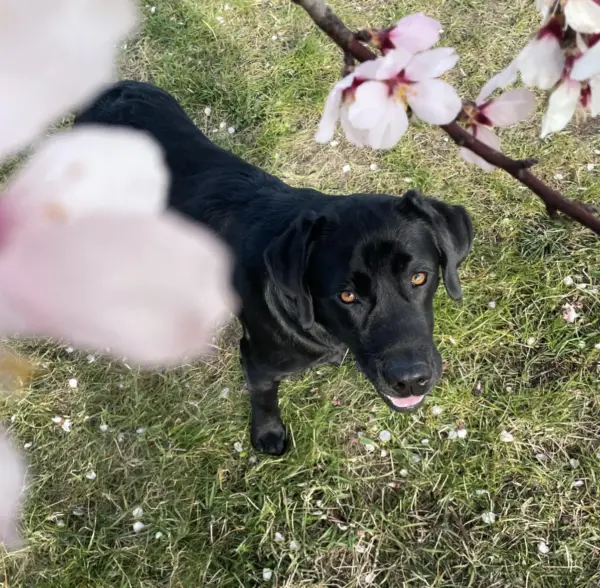 Labrador retriever service dog Vermont 