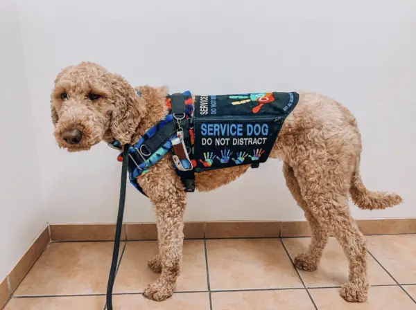 Who is entitled to use a service dog in Illinois? 