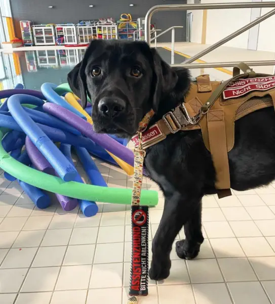 Questions you can ask a service dog Illinois 