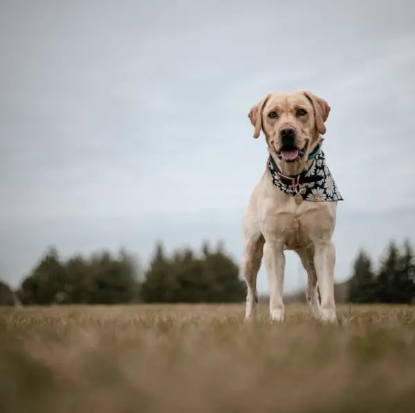 Service dog laws Oregon State, what businesses can and can't ask 