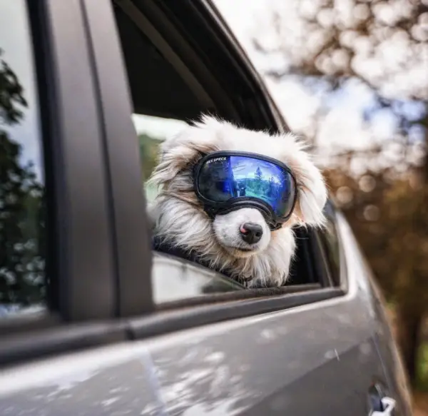 Dog wearing goggles 