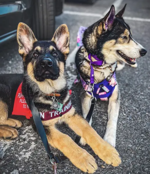 Two service dogs ADA 