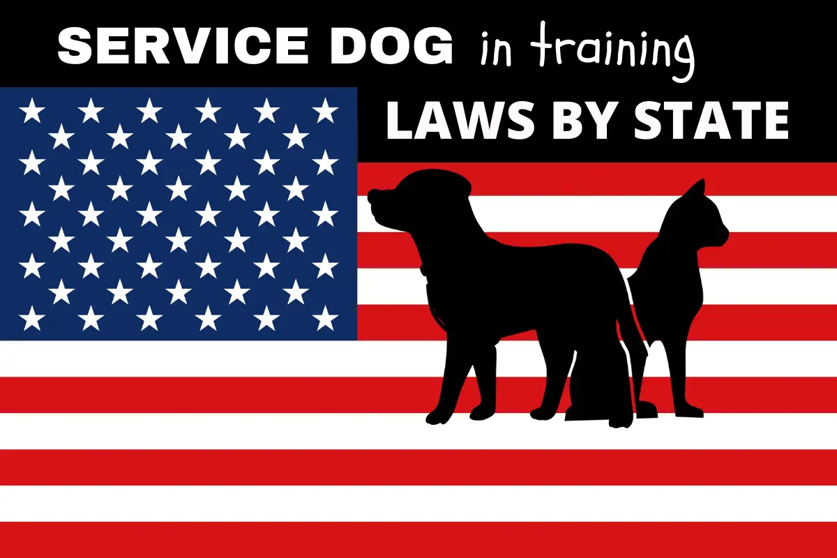Welcome to the Service Dogs!