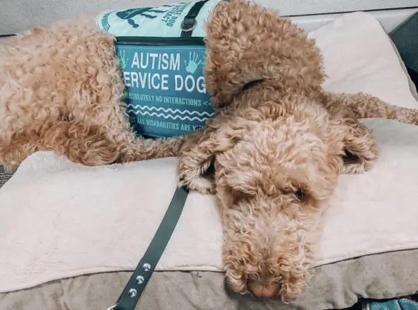 Autism service dog and Florida service animal in training laws 