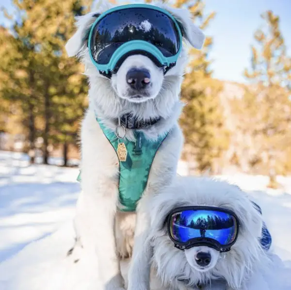 Dogs wearing goggles in Oregon 