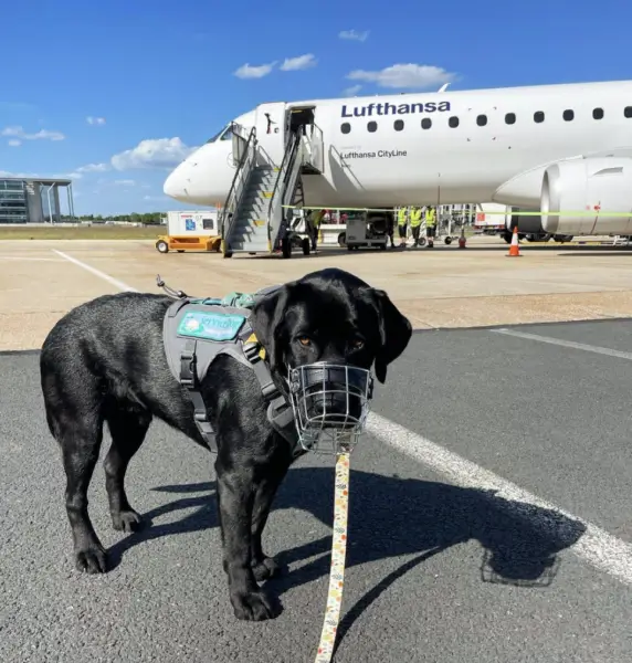 Psychiatric Service Dog and Lufthansa airplane 