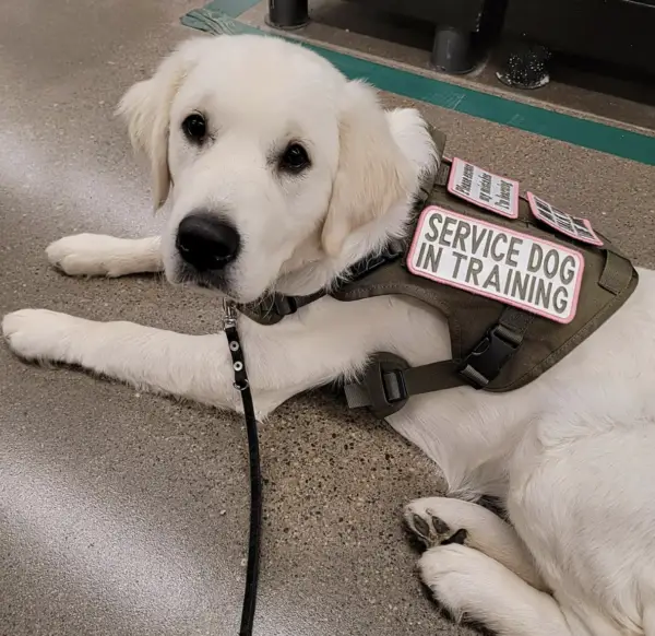 Service dog in training DPT 