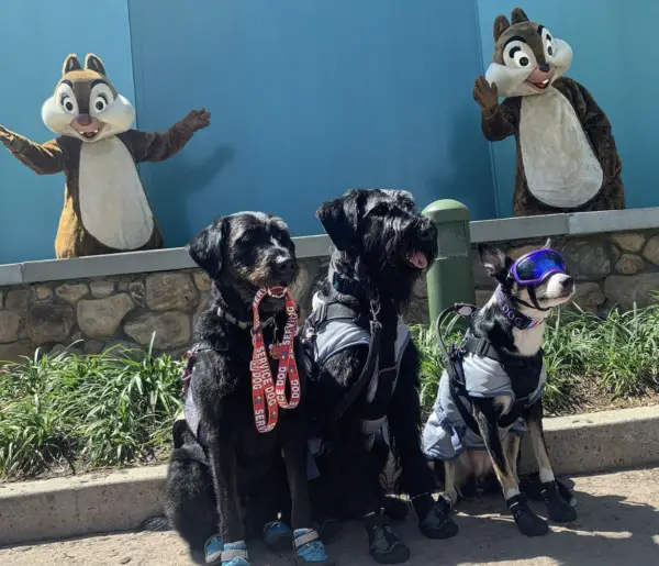 Service dogs at amusement park 