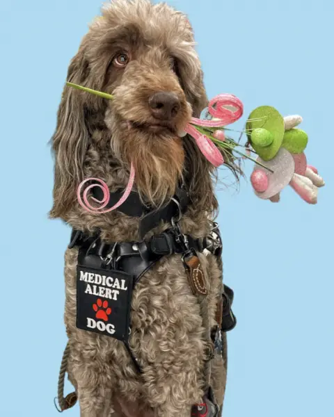 Medical alert service dog Poodle NY