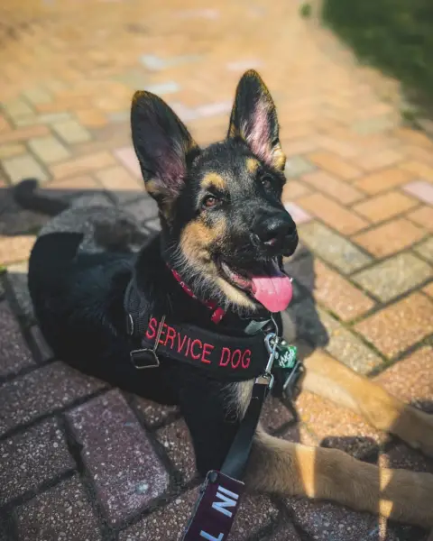 Service Dog in Training Michigan 