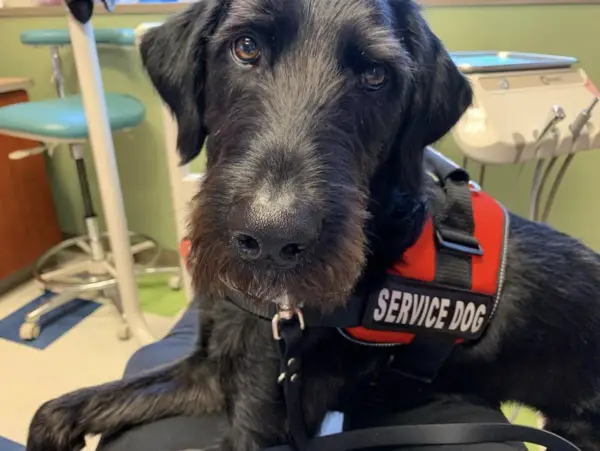where to buy service dog vest and gear 