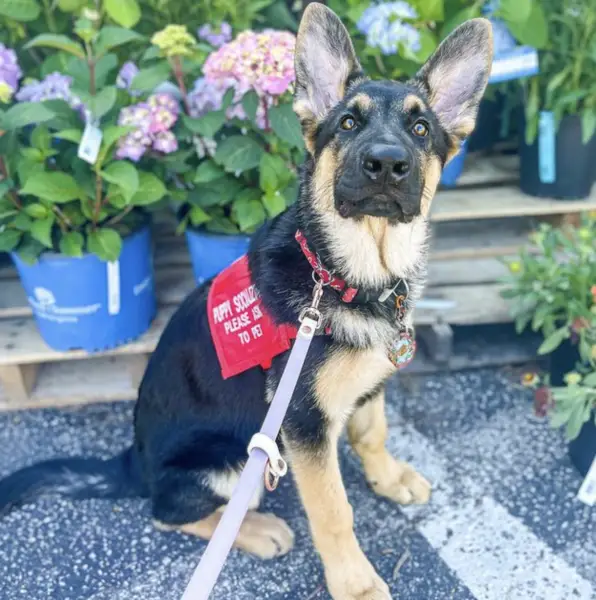 Service dog in training (SDiT) 