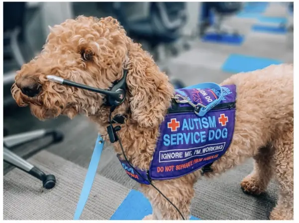 Autism Service Dog New York 