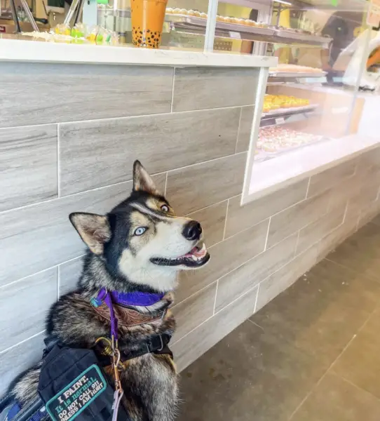 service dog in bubble tea shop 
