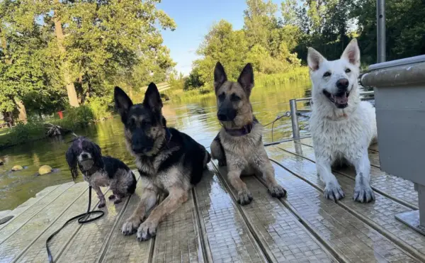 service dog with friends Ontario 