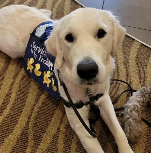 Service dog in training Oregon 