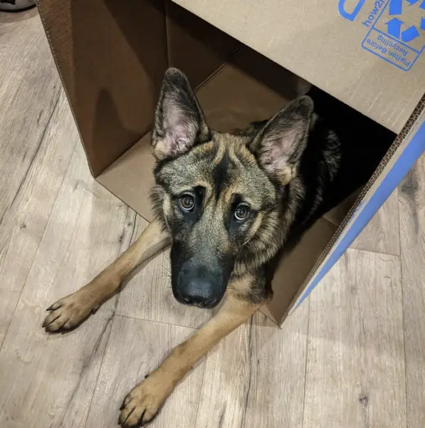 Service dog sitting inside a box in Oregon 
