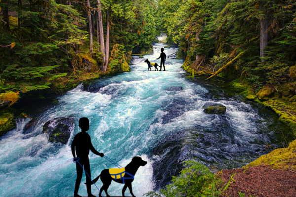 Service Dog Laws Oregon State 