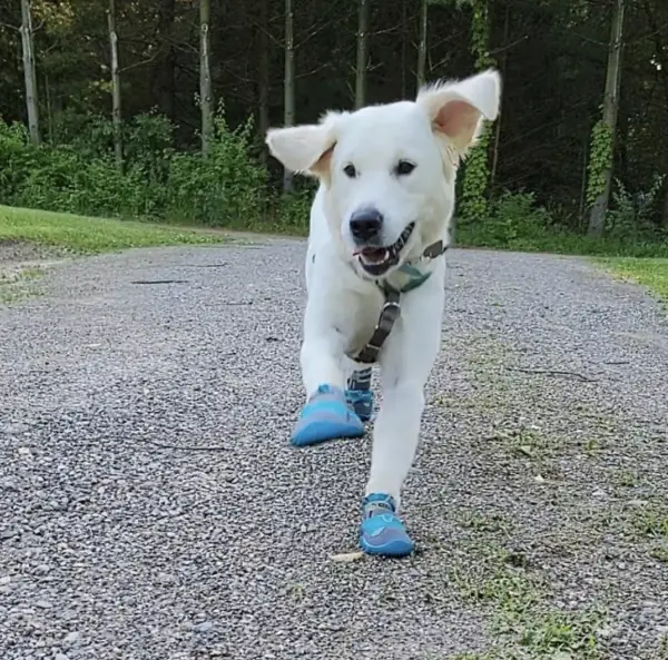 Service dog in training Alaska