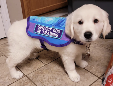 Service Dog Laws Indiana - Huge Guide, FAQ + More [2023]