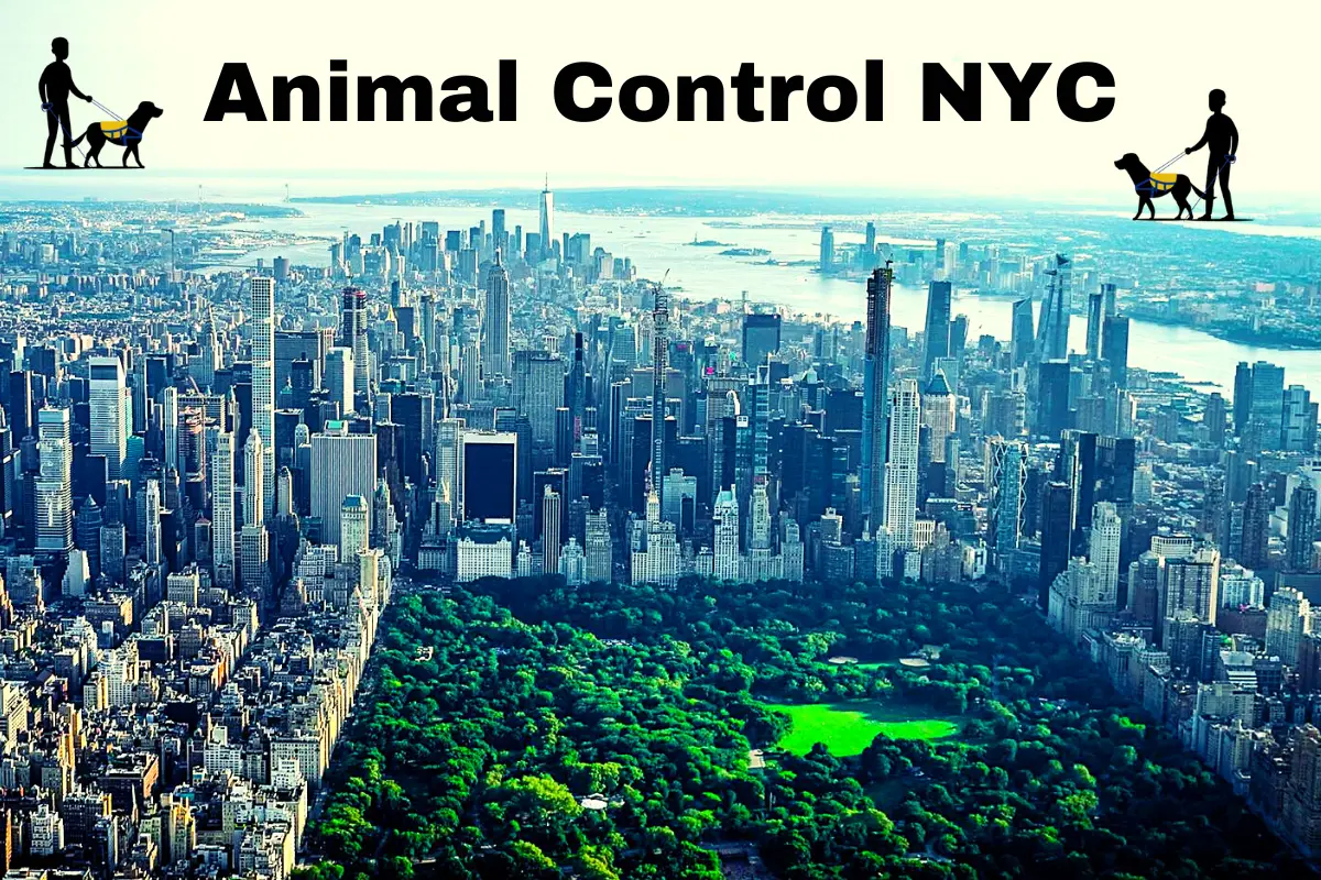 animal control NYC