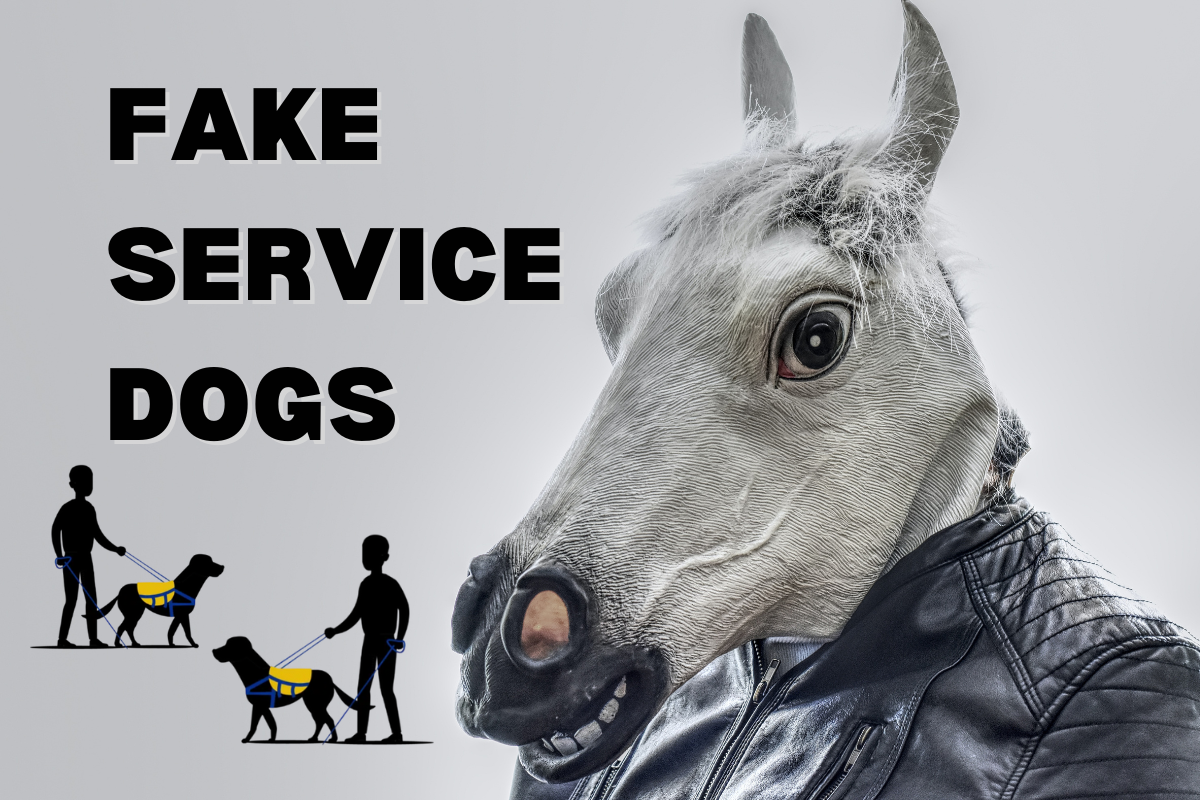 Fake Service Dog Laws By State Misrepresentation 2023 