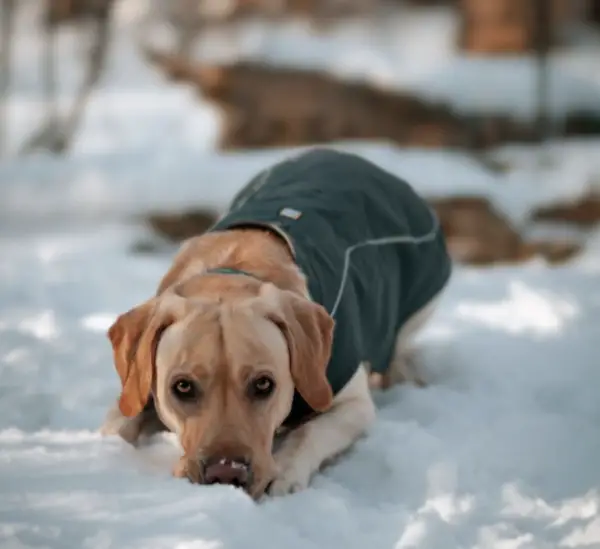 Canadian service dog Labrador 