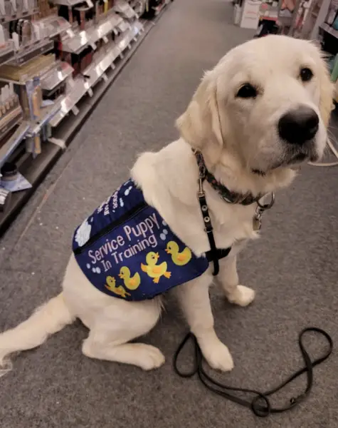 fake service dog in training laws 